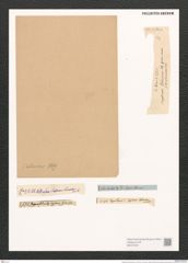 Sceptroneis caducea Ehr. (de-Toni-Nr.: Genus 63, Species 2564) Zeichnungen Sammlung Grunow (NHMW-BOT-W0373427)